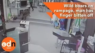 Wild boars on rampage, man has finger bitten off