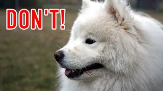 TOP 5 Reasons not to get a Samoyed DOG