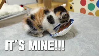 The Resuced Baby Cat Eats a Home Meal for the First time!