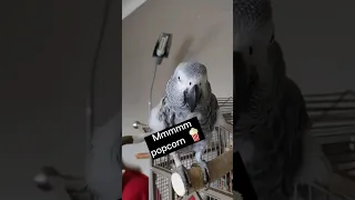 Mmmm popcorn #africangrey #animals #birds #fun #fyp #parrots #pets #lol #funny #cute #shorts #laugh