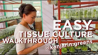 How Its Done | Rare Plant TISSUE CULTURE Explained by Nan @kanjarin.greens