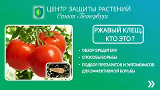 Ржавый клещ. Кто это?