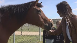 California ranks #1 in the nation for horse lovers