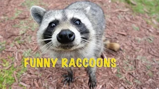 Смешные животные. Еноты || Funny animals. Raccoons