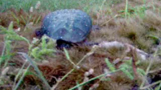 Snapping Turtle bite your face off ! Oh Shit He's a Snapper!