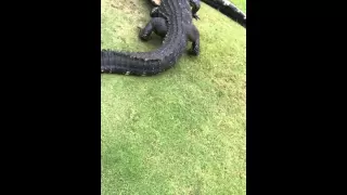 Gator fight on golf course