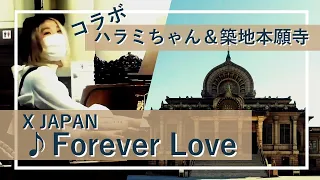 【ハラミちゃん＆築地本願寺パイプオルガン】X JAPAN「Forever Love」