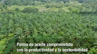 Palma de aceite, su compromiso de producción y sostenibilidad-TvAgro por Juan Gonzalo Angel Restrepo