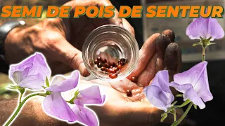 PARFUMEZ VOTRE JARDIN AVEC LES POIS DE SENTEUR VARIÉS - Que Faire Dans Mon Jardin ?