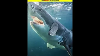 शार्क रेमोरा फिश को क्यों नहीं मारती | #shorts #viral #shark