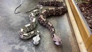 Beautiful But Deadly Vipers