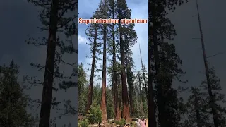 Why Are The Giant Sequoias So IMPORTANT?!? 🤔