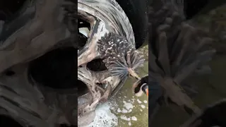 How to deep clean and protect your wheels