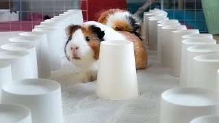 Guinea pig Challenges with invisible obstacle and paper cups