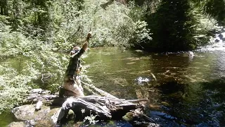 Fly fishing for brook and cutthroat trout on Mt. Rainier in WA state