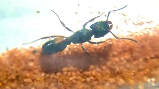 I FOUND A QUEEN ANT! Rhytidoponera Metallica Founding Queen!