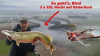 Hechtangeln mit Köderfisch | Naturköderangeln mit der Grund- und Posenmontage auf große Raubfische!