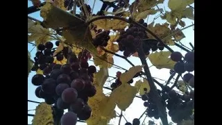 Только при такой Обрезке винограда Вы всегда будете с урожаем!Обрезка винограда для начинающих!