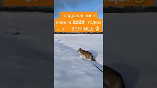 Такого еще не было! ВОЛЧИЦА ЛАСКАВА поздравляет с новым годом! #волк #wolf