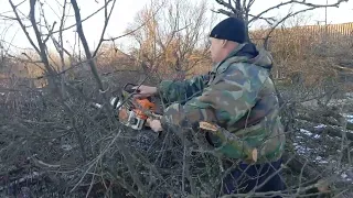 Пиляємо Стару Суху Грушу Бензопилою STIHL MS180. Заготовлюємо дрова