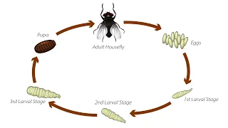 Housefly Lifecycle