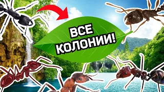 ОБЗОР ВСЕХ МОИХ КОЛОНИЙ!!! НОВЫЕ ВИДЫ?!