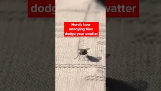 Why, Oh Why, Is It So Hard to Swat a Fly? | #DeepLook #Shorts