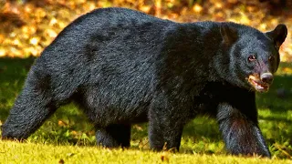 Black bear #bear #funny #funnyvideo