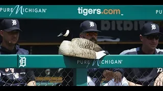 Detroit Tigers embrace luck from rally goose with a replica in the dugout