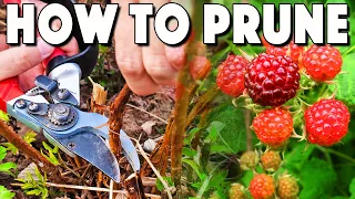 Pruning Everbearing Raspberry Bushes! 4 Simple Steps For TONS Of Raspberries!