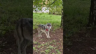 Страшилка про бешенного волка!2 часть