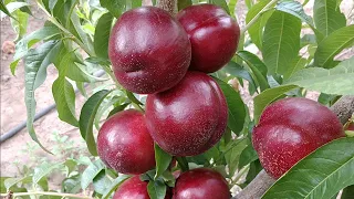 Нектарин Супер Квін. Nectarine Super Queen. Ранній, білом'ясий сорт солодкого смаку.