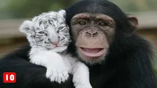 10 Απίστευτες φιλίες μεταξύ ζώων - Τα Καλύτερα Top10