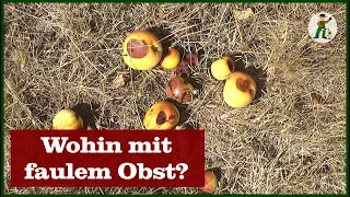 Faules Obst, wohin damit?