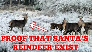 Proof That Santa's Reindeer Exist! - REAL Reindeer Caught on Camera!