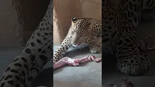 Leopard's Lunch.