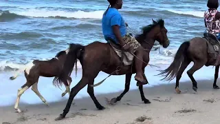 Horses on the beach Santa Fe