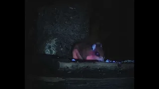 pink flying squirrel UV light compilation