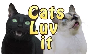 PSY - 'I LUV IT' M/V (Cat Version - 'CATS LUV IT')