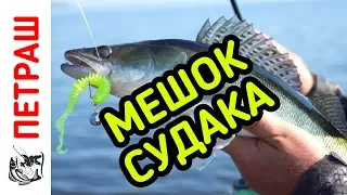 РЫБАЛКА! Открытие сезона! Наловили МЕШОК СУДАКА!