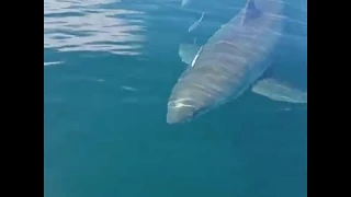 Florida fishermen catch up-close glimpse of great white shark