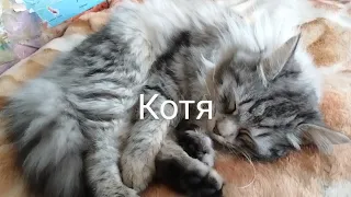 КОТЯ ОБОРМОТЯ