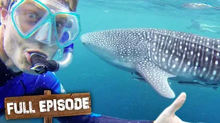 Diving with the World's Largest Shark 🦈 | Travels with the Bondi Vet Episode 4 | Untamed