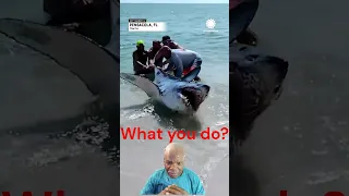 What would you do? Florida Couple Helps Shark Back into Ocean @accuweather #shorts  #jaws #shark