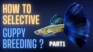 Guppy Fish Care - How to Selective Guppy Breeding ? Part 1