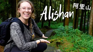 Taiwan's Forest of Giants 🌿 [Solo Trip to Alishan National Park: Part 3]