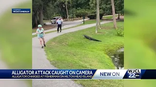 Video captures Hilton Head Island alligator charging at fisherman