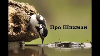 Про Шихман