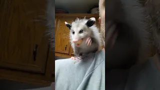 Possum eating Apple