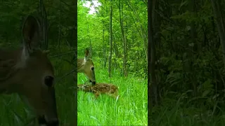 Momma calls the baby fawns out